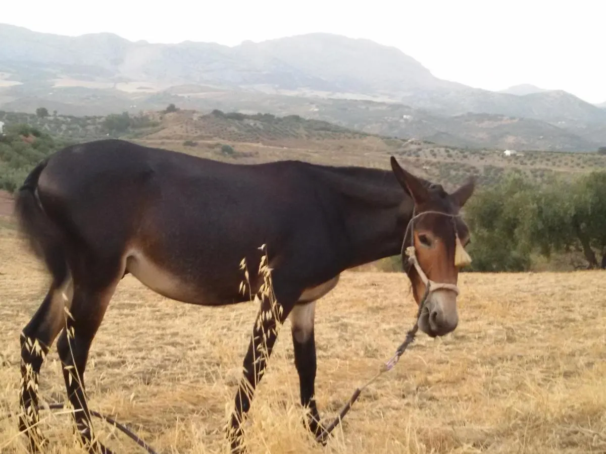 Los Barrancos Bed & Breakfast Colmenar